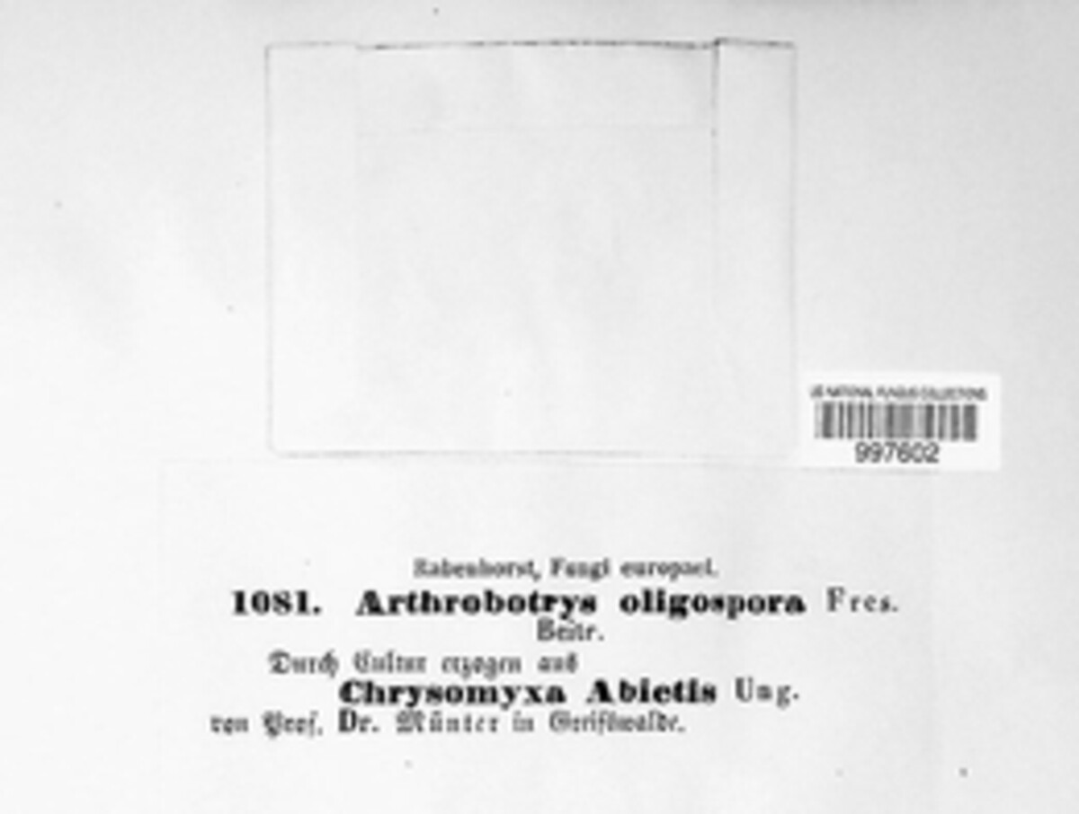 Arthrobotrys oligospora image
